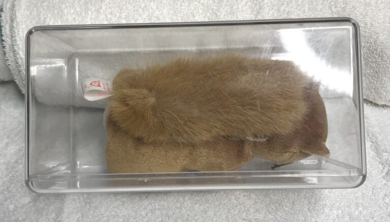Ty Beanie Baby – Nuts the Squirrel – January 21, 1996 – Tags Intact – Display Case – Estate Collection - Image 4