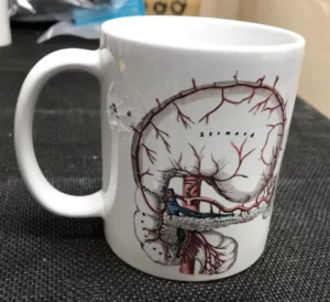 Body parts item one stomach