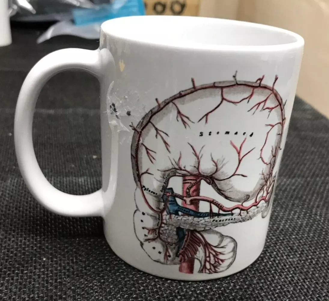 Body parts item one stomach